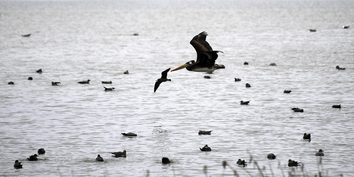 El Ministerio de Medio Ambiente prohibe cacería de aves por dos años