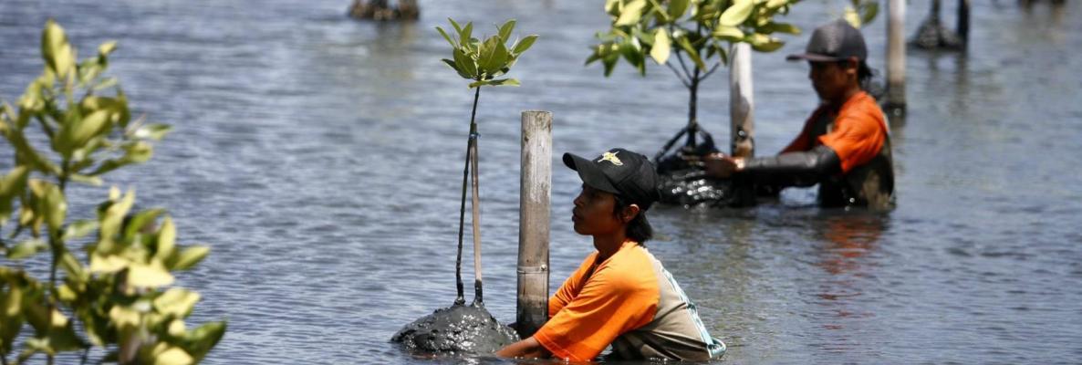  Cumbre Cambio Climático: Urge más financiación para resiliencia, Noruega y Unilever prometen 400 millones de dólares