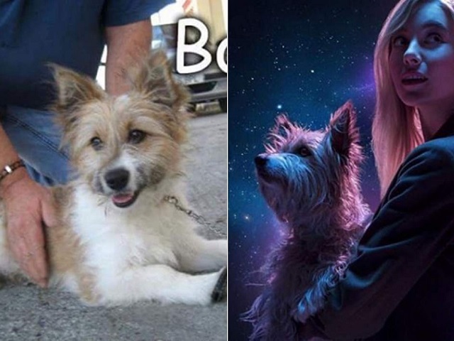  La historia de Max, el perro de la Lotería de Navidad 2017: de estar abandonado a ser una estrella *Video