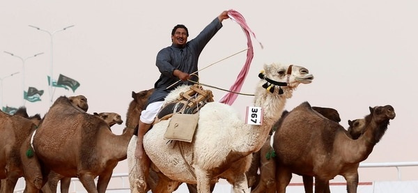  Bótox y cirugías estéticas en un concurso de belleza de camellos en Arabia Saudita