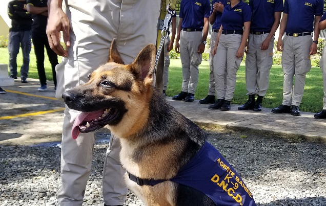  Gradúan 15 Binomios caninos reforzarán lucha contra el narcotráfico