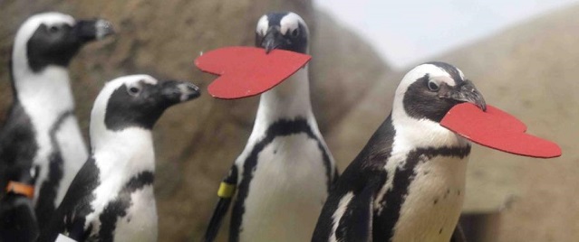  Pingüinos celebran el Día de San Valentín en San Francisco