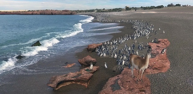  Argentina: Punta Tombo es una fiesta de pingüinos y turistas