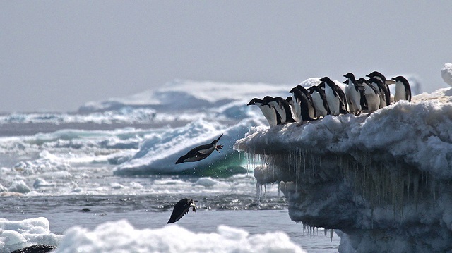  Descubren ‘megaciudad’ con 1,5 millones de aves y una gigantesca colonia de pingüinos en medio de la Antártida