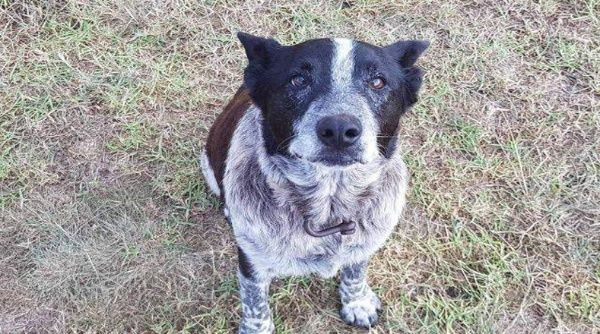  Admirable: Max perro sordo y ciego rescata niña perdida en Australia