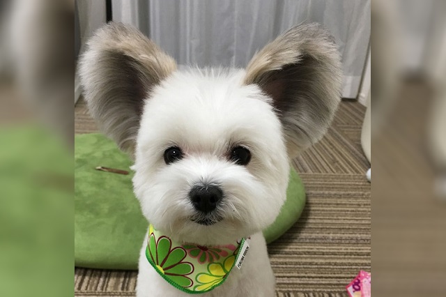  Viral: Conozcan a Goma el perrito japonés con orejas de Mickey Mouse que ha causado sensación en las redes sociales