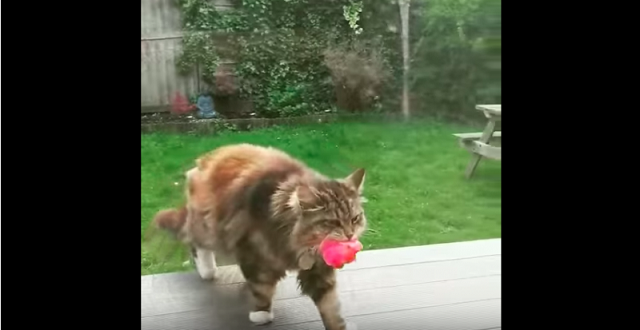  Viral: Willow el gato regala flores a los vecinos todos los días