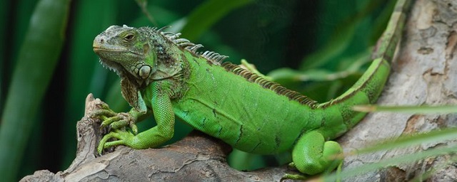 Iguana Verde AplatanaoNews