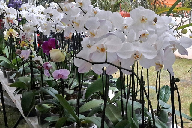  Jarabacoa da la bienvenida al verano con su alegre y colorido Festival de las Flores