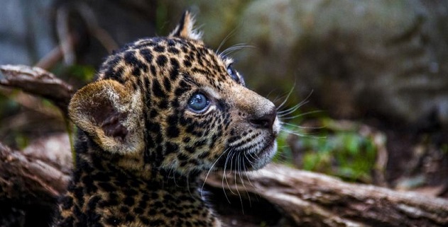  Salvando al jaguar, la icónica -y amenazada- especie de América Latina