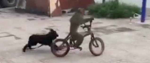  Viral: Transeuntes captan momento en que un divertido mono en China roba bicicleta para escapar de un perro