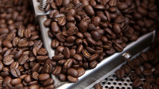  Advierten que más del 60 % de las especies del café están en peligro de extinción