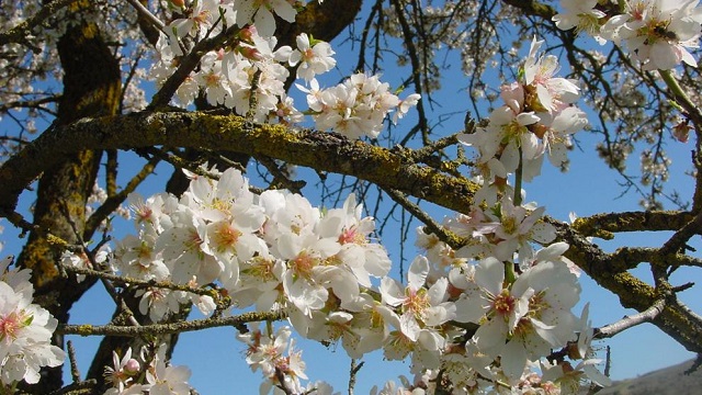  Equinoccio de Primavera: la estación del florecimiento arranca hoy, durará 92 días y 18 horas