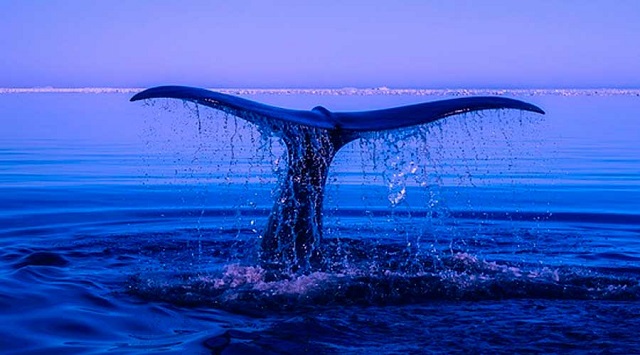  Los resultados de la primea medición del latido del corazón de una ballena azul son sorprendentes