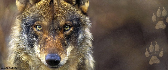  WWF España exige a Asturias que ponga fin a control letal del lobo