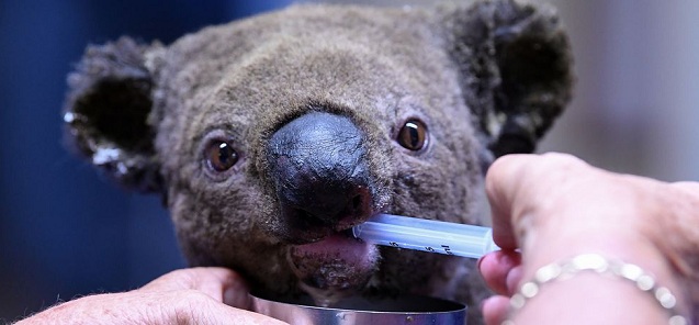  Incendios en Australia: los millones de animales que han resultado afectados