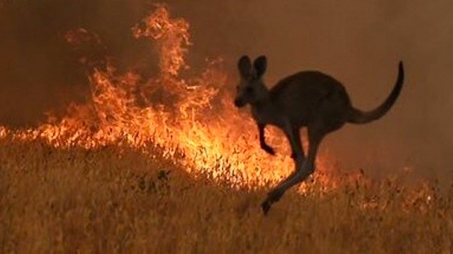  Por qué los incendios en Australia son tan devastadores y no se detienen: tres claves que explican la dramática situación