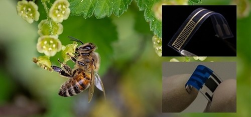  Un biosensor para detectar bacterias en alimentos y bebidas con una molécula de aguijón de abejas
