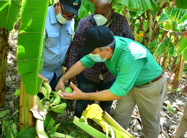  INESPRE compra más de un millón de plátanos a productores afectados por el paso de la tormenta Laura
