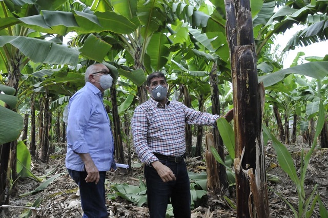  Sector Agropecuario del Gobierno entrega pacas para ganadería y materiales de siembra