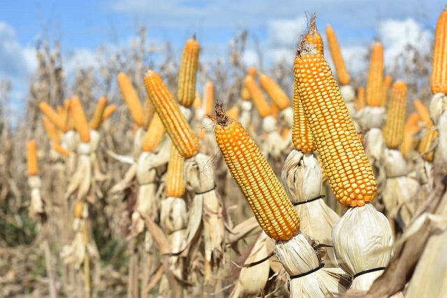  Promueven cultivo alternativo de maíz de alto rendimiento