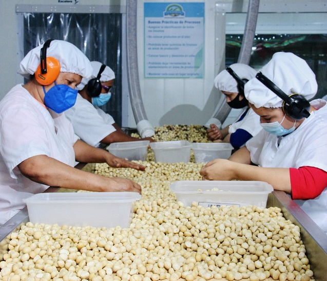  RD realizan primera exportación de macadamia procesada