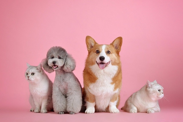  Todo lo que necesitas saber para cuidar a tu mascota en verano