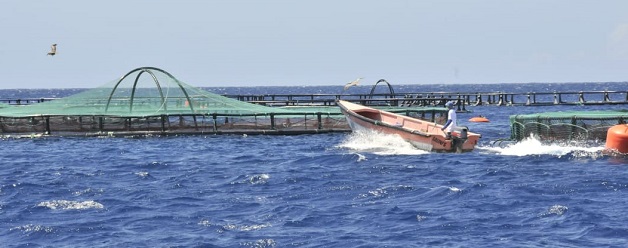  Agricultura busca fomentar producción y exportación de tilapias criadas en jaulas flotantes