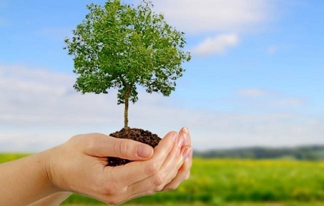  La importancia de plantar árboles por sus enormes beneficios