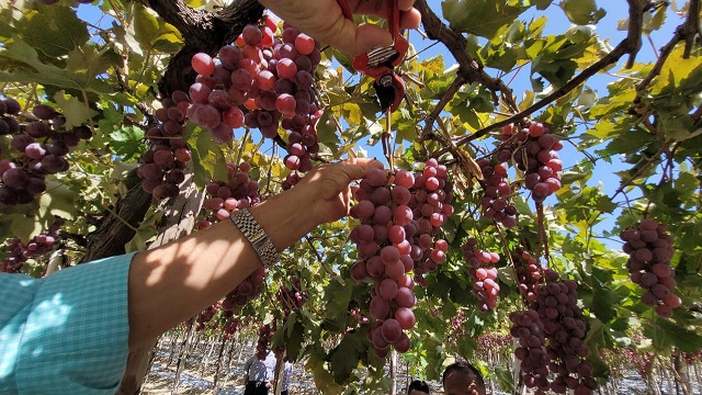  Gobierno apoya a productores de uva de Neiba