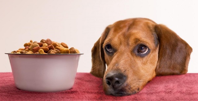  Tips para elegir un buen Alimento para tu Perro
