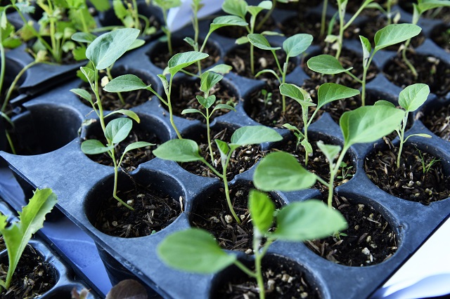  Autoridades de Salud instan a la implementación de hábitos saludables para mejor salud