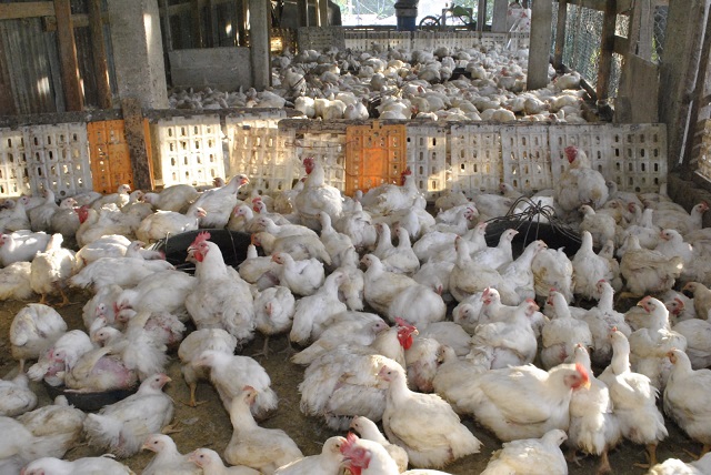  Autoridades agropecuarias y avícolas garantizan abundancia de pollo en Navidad y Año Nuevo