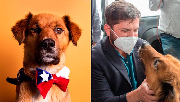  Brownie, el ‘primer perro de Chile’ que quiere generar conciencia sobre la tenencia responsable de mascotas