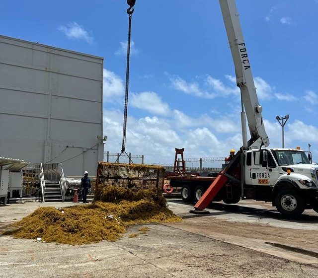  ITABO informa dos plantas reingresan al sistema eléctrico tras retirar 33 toneladas de sargazo