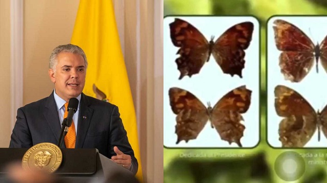  Nueva especie de mariposa descubierta en Colombia tendrá el nombre Duque en honor al presidente