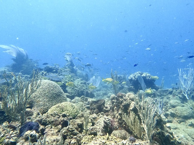  FUNDACIÓN ECOLÓGICA MAGUÁ LANZA PROYECTO “CORAL SOSÚA”