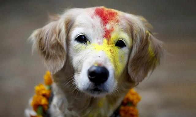  Kukur Tihar: Festival en Nepal donde los perros caseros o callejeros reciben un tratamiento real