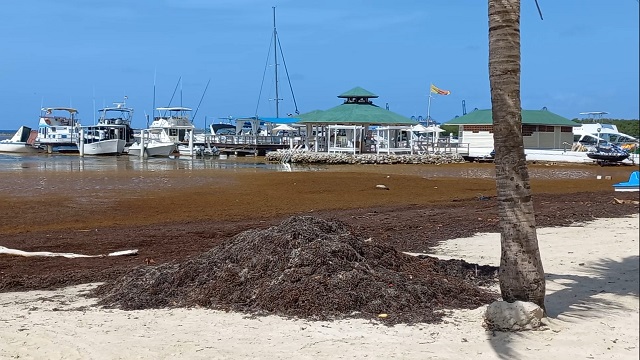  Alcalde de Boca Chica apela a la ayuda del gobierno para poder enfrentar la contaminación del sargazo