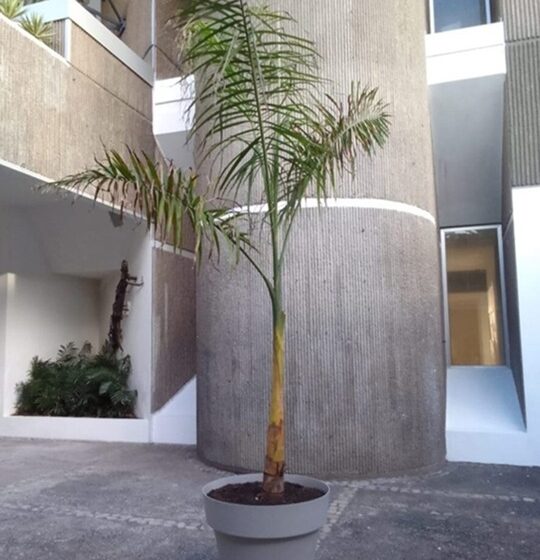 Reflexión sobre el caso de la 31 Bienal Nacional de Artes Visuales y la escultura premiada Palmera
