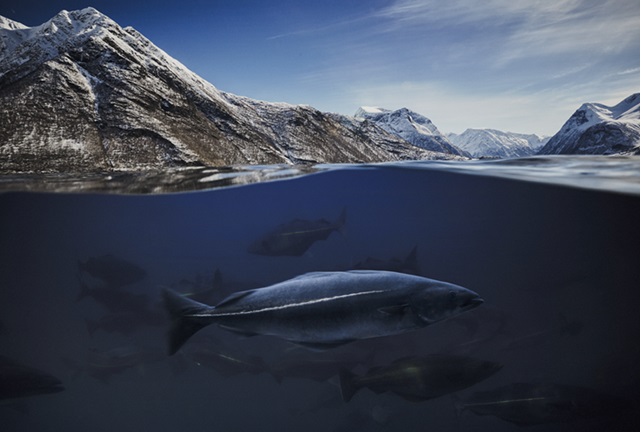  El origen como garantía, Bacalao proveniente de Noruega: cómo reconocer lo auténtico