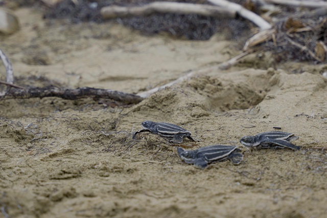  Cuando una tortuga llega al mar, gana el océano: El impacto de Fundación Eco-Bahia en RD