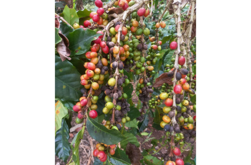  Productores de café reclaman al gobierno apoyo para el sector