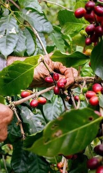  Caficultores advierten sobre catástrofe económica por sequía y exigen declaratoria de emergencia nacional